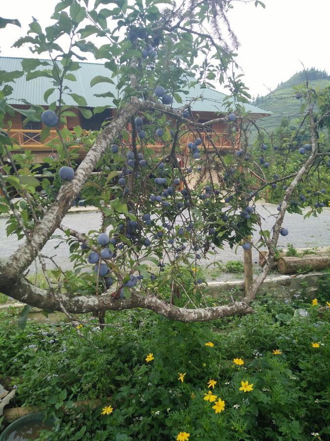 Flower Hmong Homestay Bac Ha  Eksteriør billede