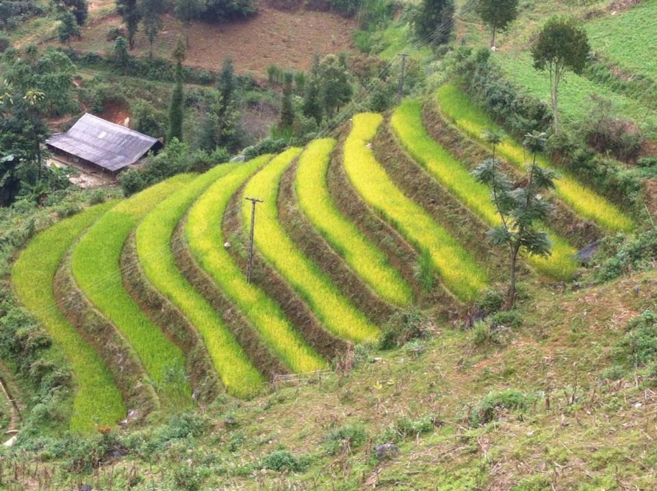 Flower Hmong Homestay Bac Ha  Eksteriør billede